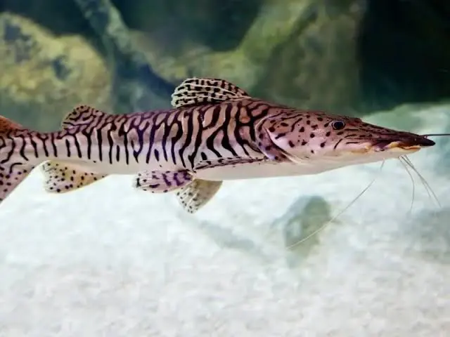 Tiger Shovelnose Catfish (Pseudoplatystoma fasciatum) - En Büyük Balık Türü